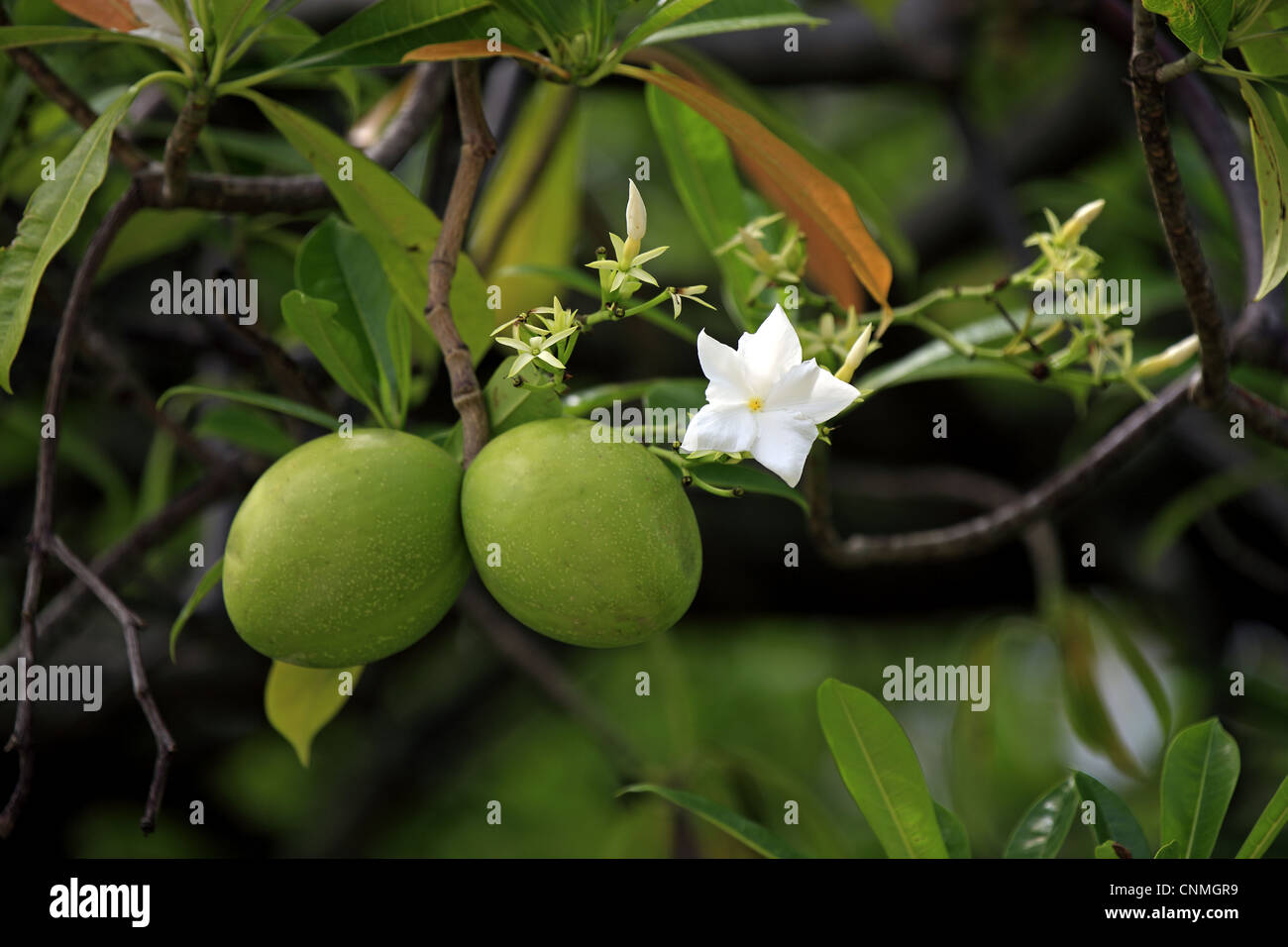 Pong-pong (Cerbera odollam) close-up of fruit and flowers, Kota ...