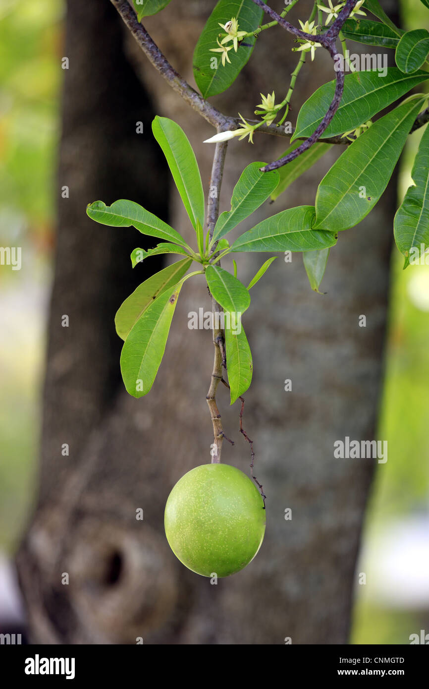 Pong-pong (Cerbera odollam) close-up of fruit and leaves, Kota Kinabalu ...