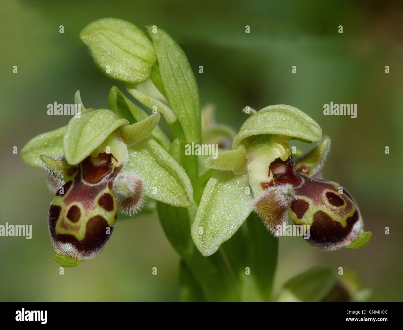 Attica's Orchid (Ophrys attica) close-up of flowers, Peloponesos, Southern Greece, april Stock Photo