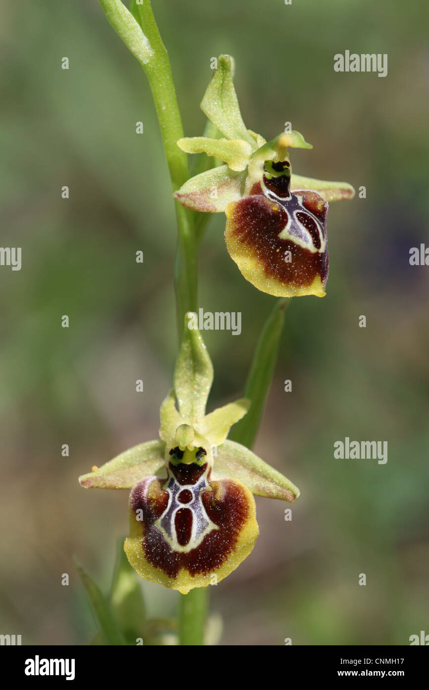 Aesculapi's Early Spider Orchid (Ophrys aesculapii) close-up of flowers, Peloponesos, Southern Greece, april Stock Photo