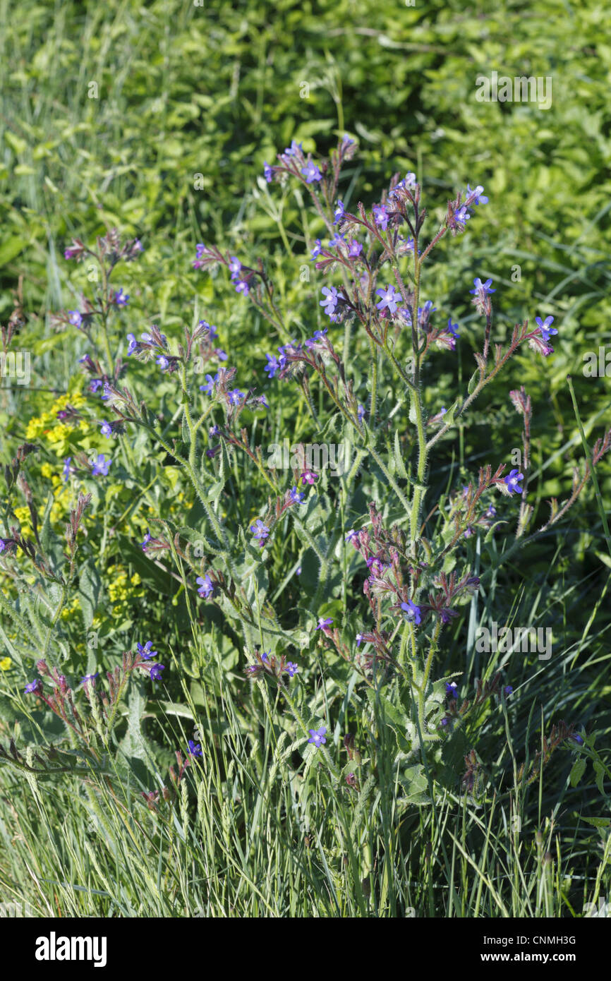 Large Blue Alkanet (Anchusa azurea) flowering, near Minerve, Herault, Languedoc-Roussillon, France, may Stock Photo