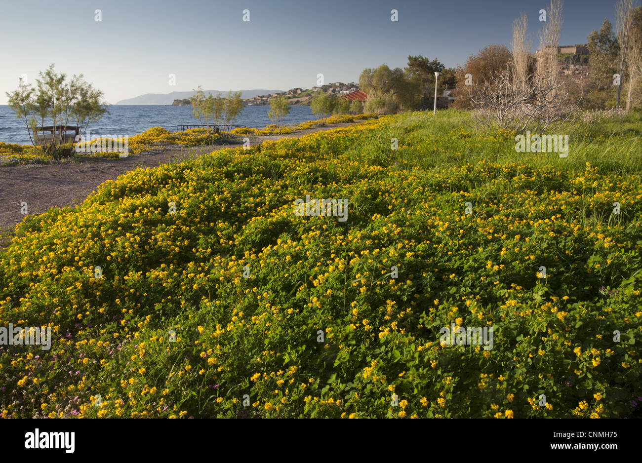Fenugreek (Trigonella balansae) flowering mass, growing on beach, Molyvos, Lesvos, Greece, april Stock Photo