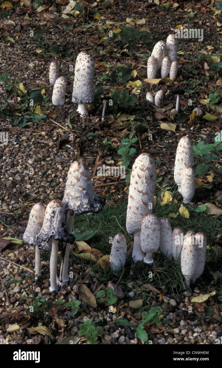 Shaggy Ink Cap Fungi (Coprinus comatus) Stock Photo