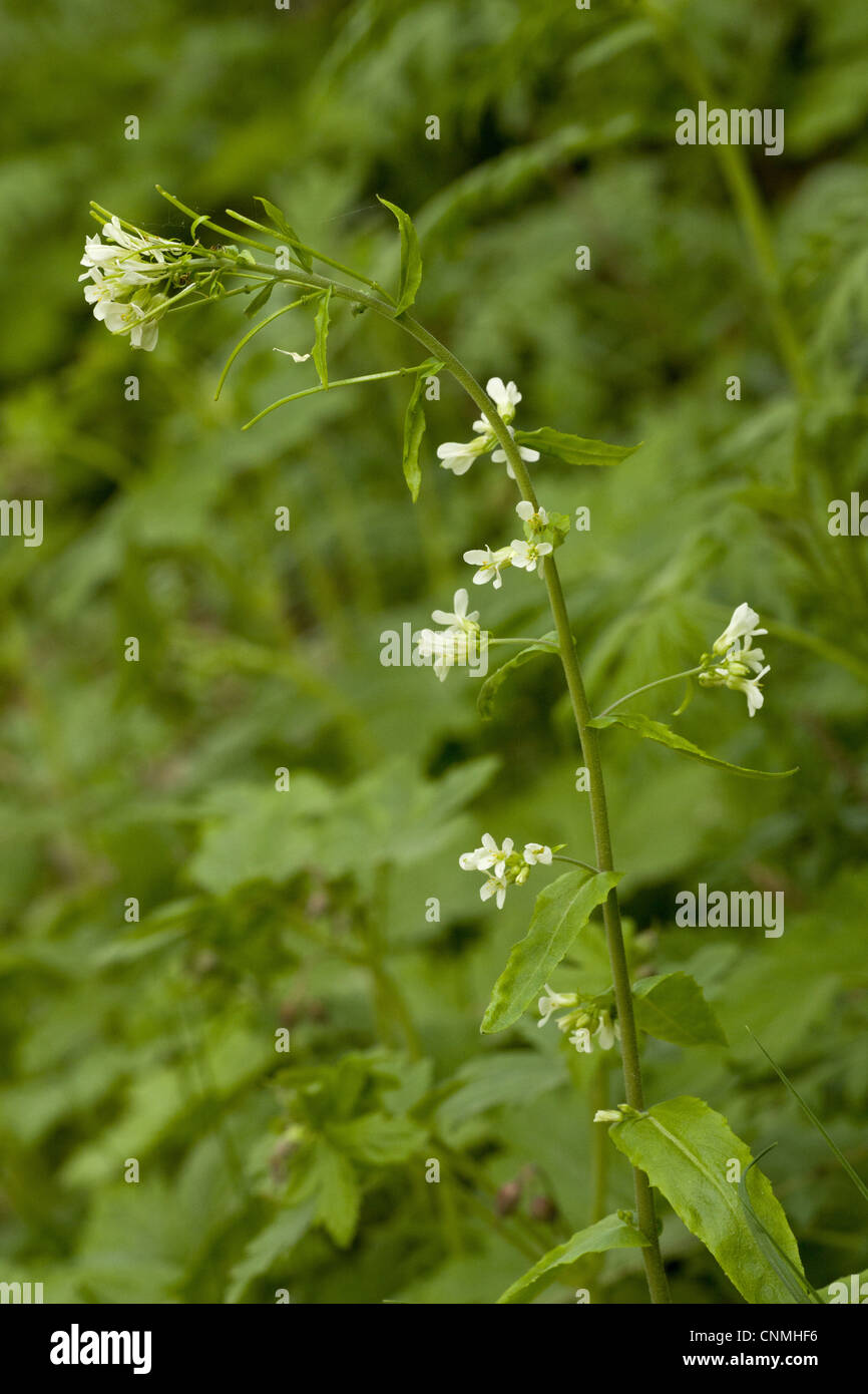 Tower Cress (Pseudoturritis glabra) flowering, Bulgaria, may Stock Photo