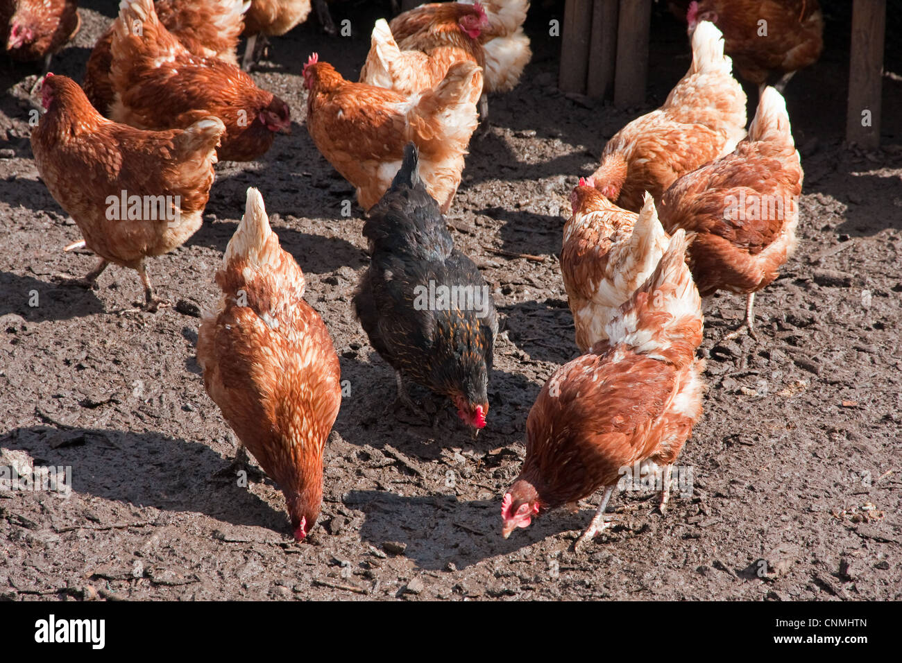 Free range chickens in wire netting enclosure Stock Photo Alamy