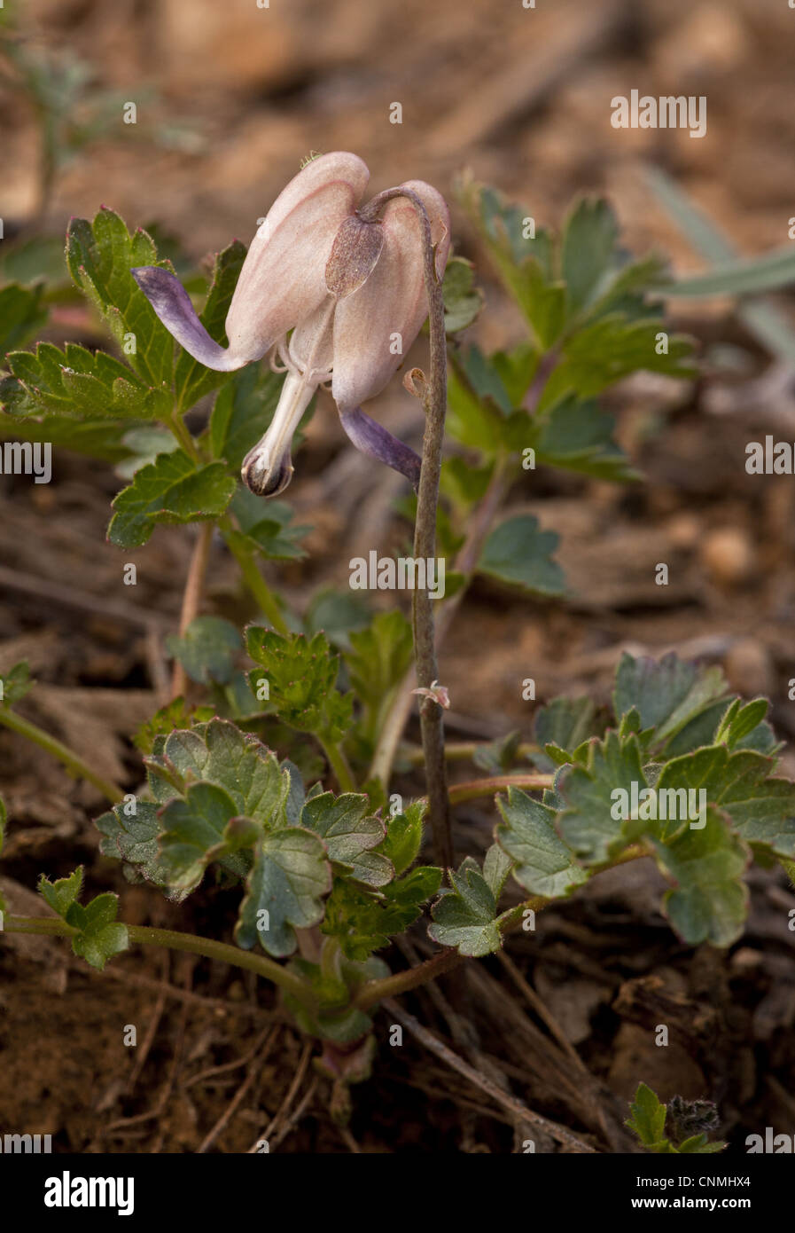 Steer's Head (Dicentra uniflora) flowering, growing at snowline