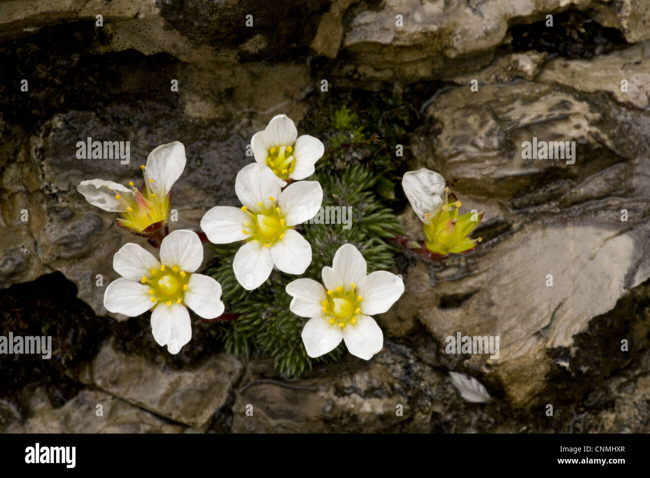 One-flowered Cushion Saxifrage Saxifraga burseria flowering growing limestone rocks high altitude Julian Alps Slovenia june Stock Photo