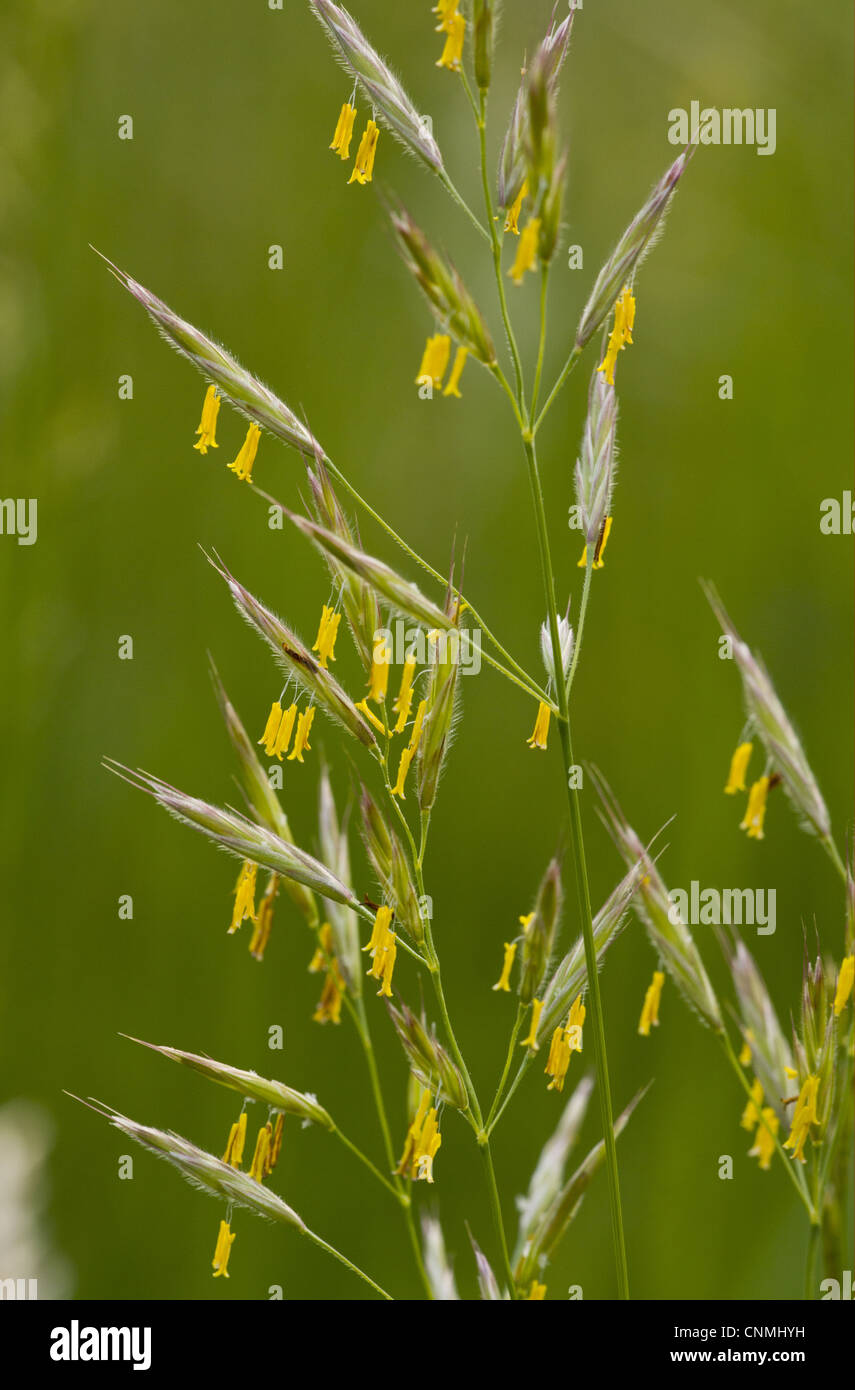 False Oat-grass (Arrhenatherum elatius) flowering, with yellow stamens, Slovenia, june Stock Photo