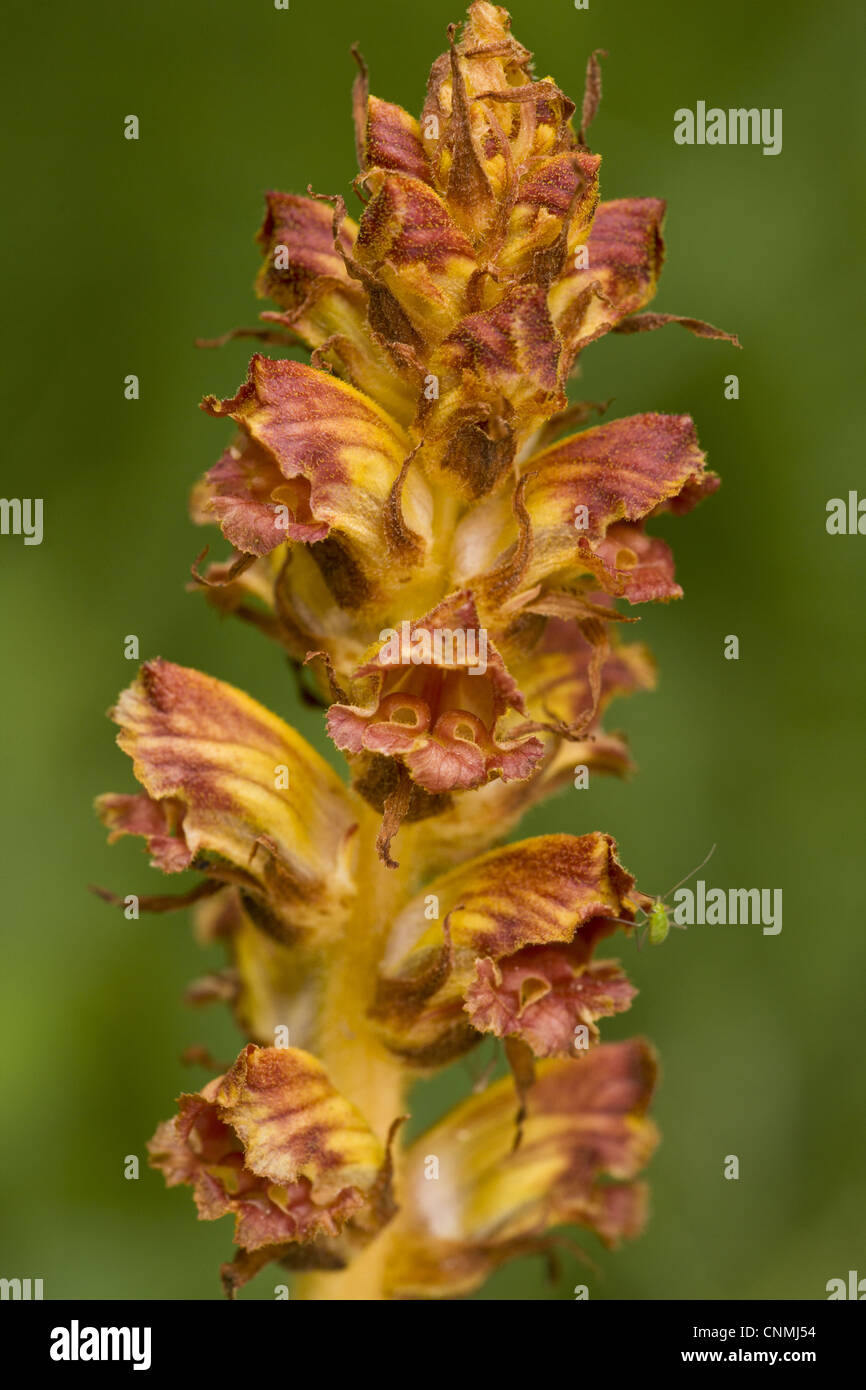 Slender Broomrape (Orobanche gracilis) close-up of flowers, parasitic on legumes, Slovenia, june Stock Photo