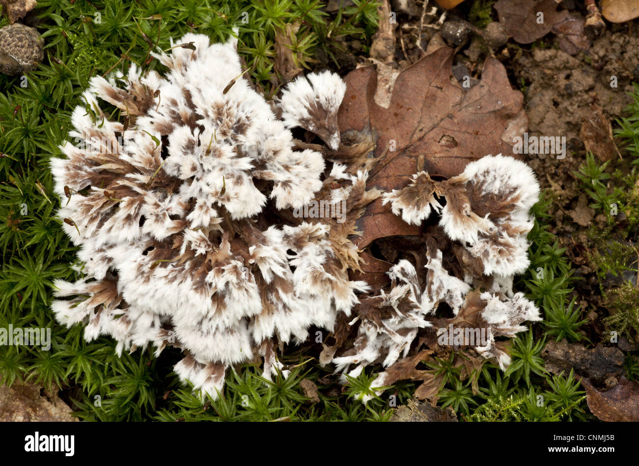 Earthfan (Thelephora penicillata) fruiting bodies, growing amongst moss in old woodland, Wiltshire, England, september Stock Photo