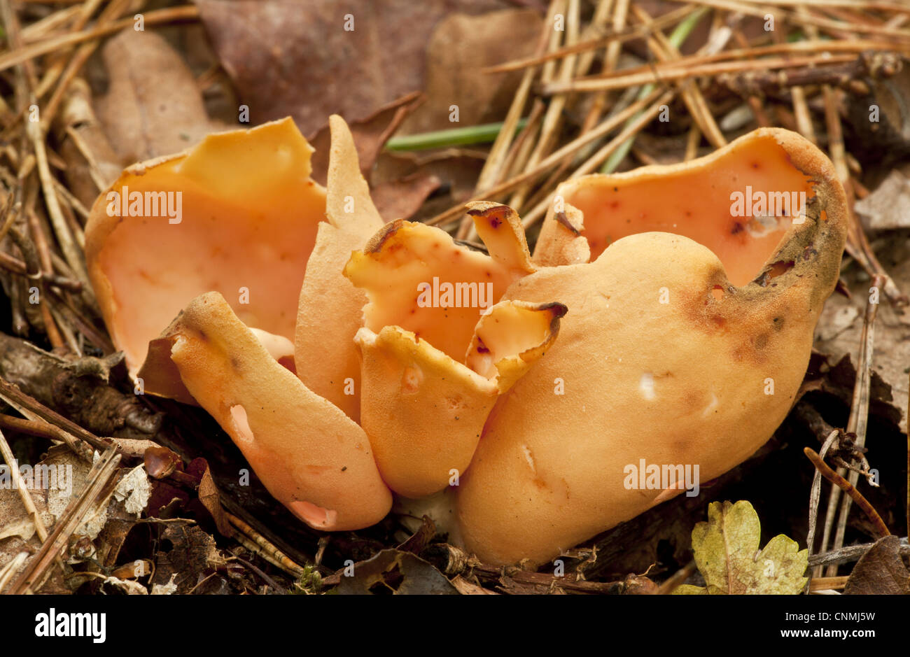 Hare's Ear (Otidea onotica) fruiting body, growing in old woodland, Wiltshire, England, september Stock Photo