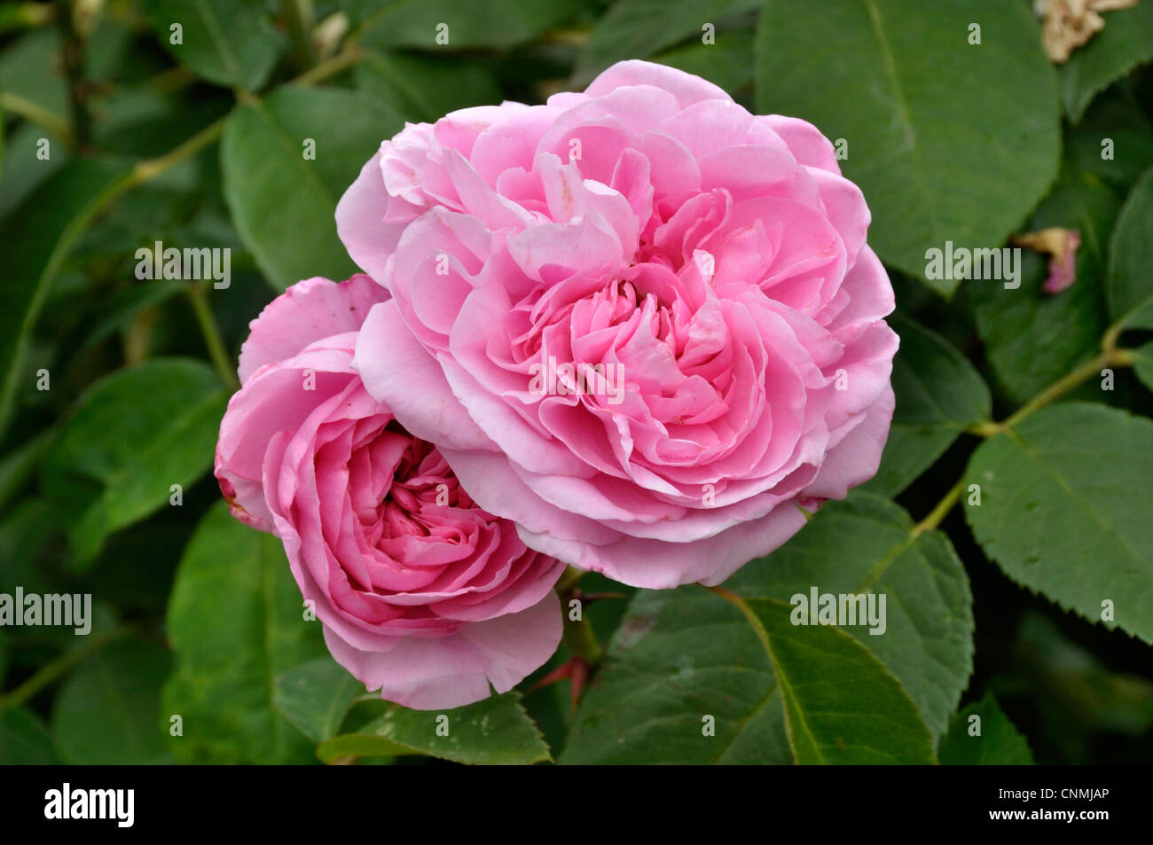 Rose Gertrude Jekyll (English rose by Austin, 1986 Stock Photo Alamy