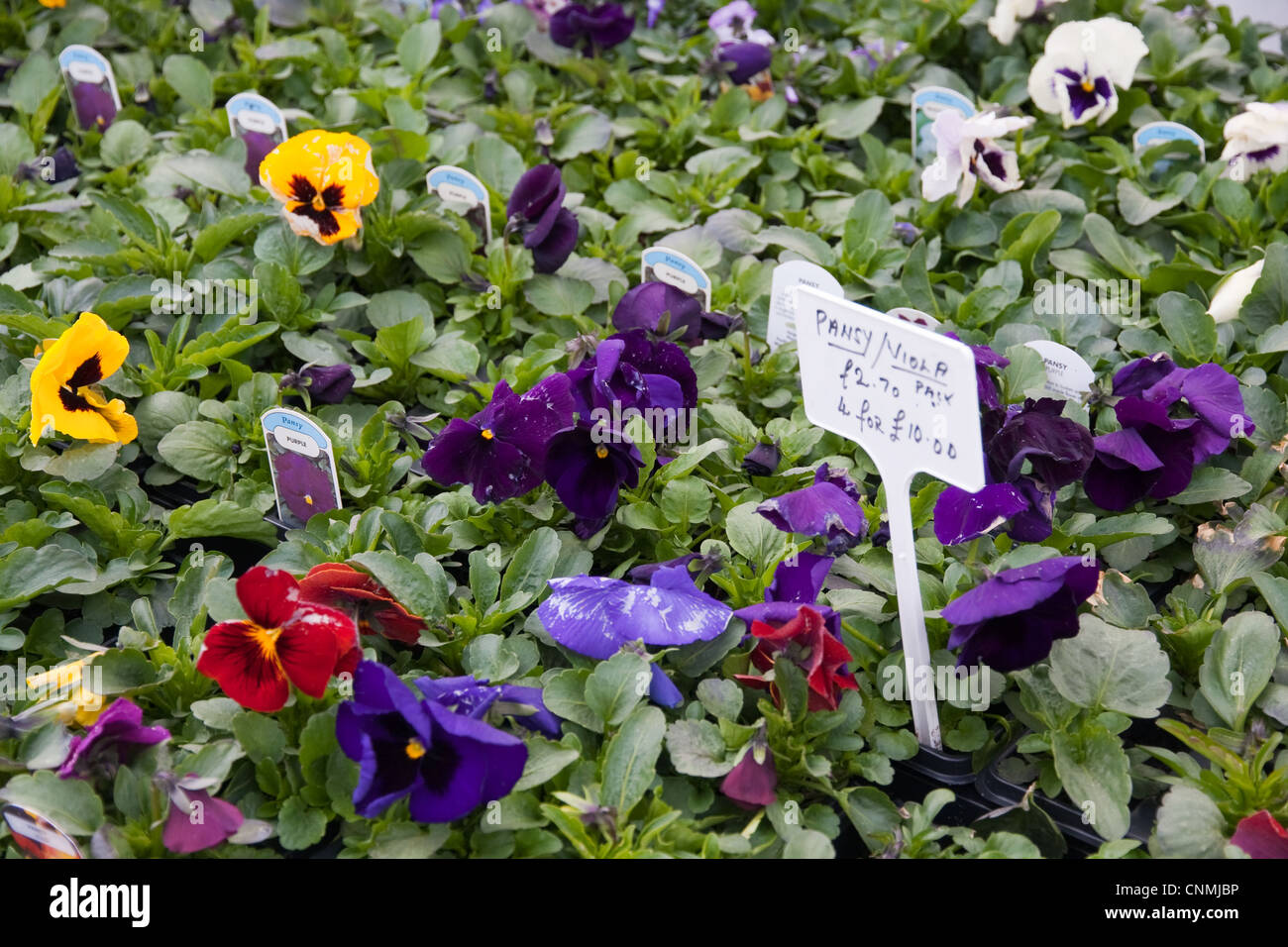 Pansy plants on sale at garden centre Stock Photo Alamy