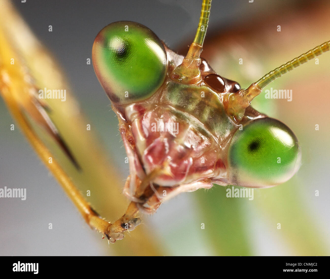 Mantis preening Stock Photo