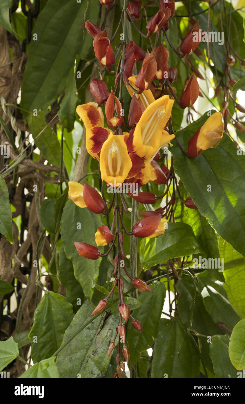 Indian Clock-vine (Thunbergia mysorensis) flowering, India Stock Photo