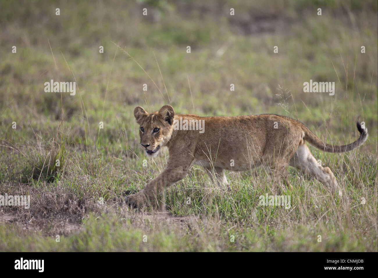 Lion (Panthera leo) cub, walking in savannah, Queen Elizabeth N.P., Uganda Stock Photo