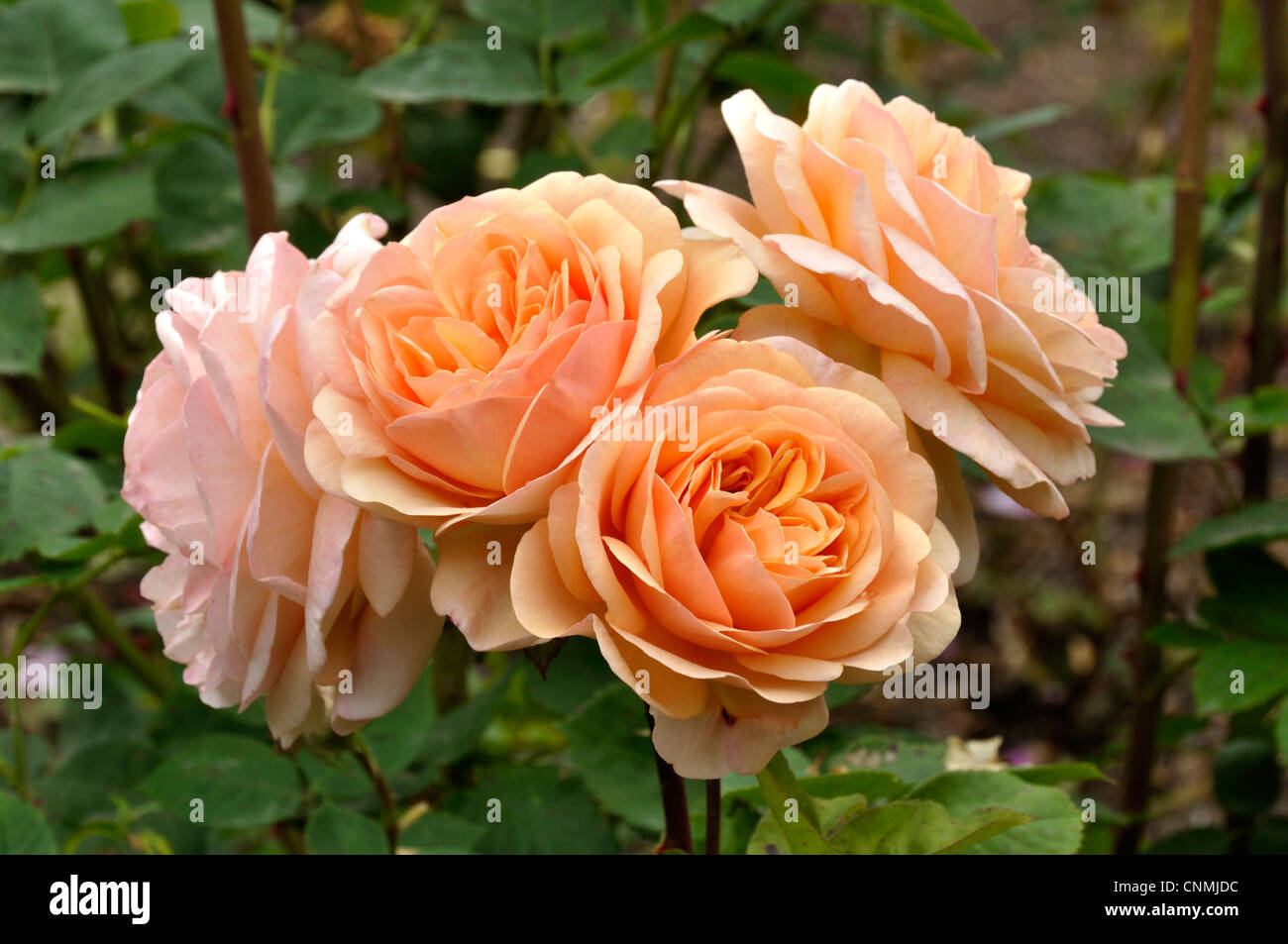 Rose charles austin hi-res stock photography and images - Alamy