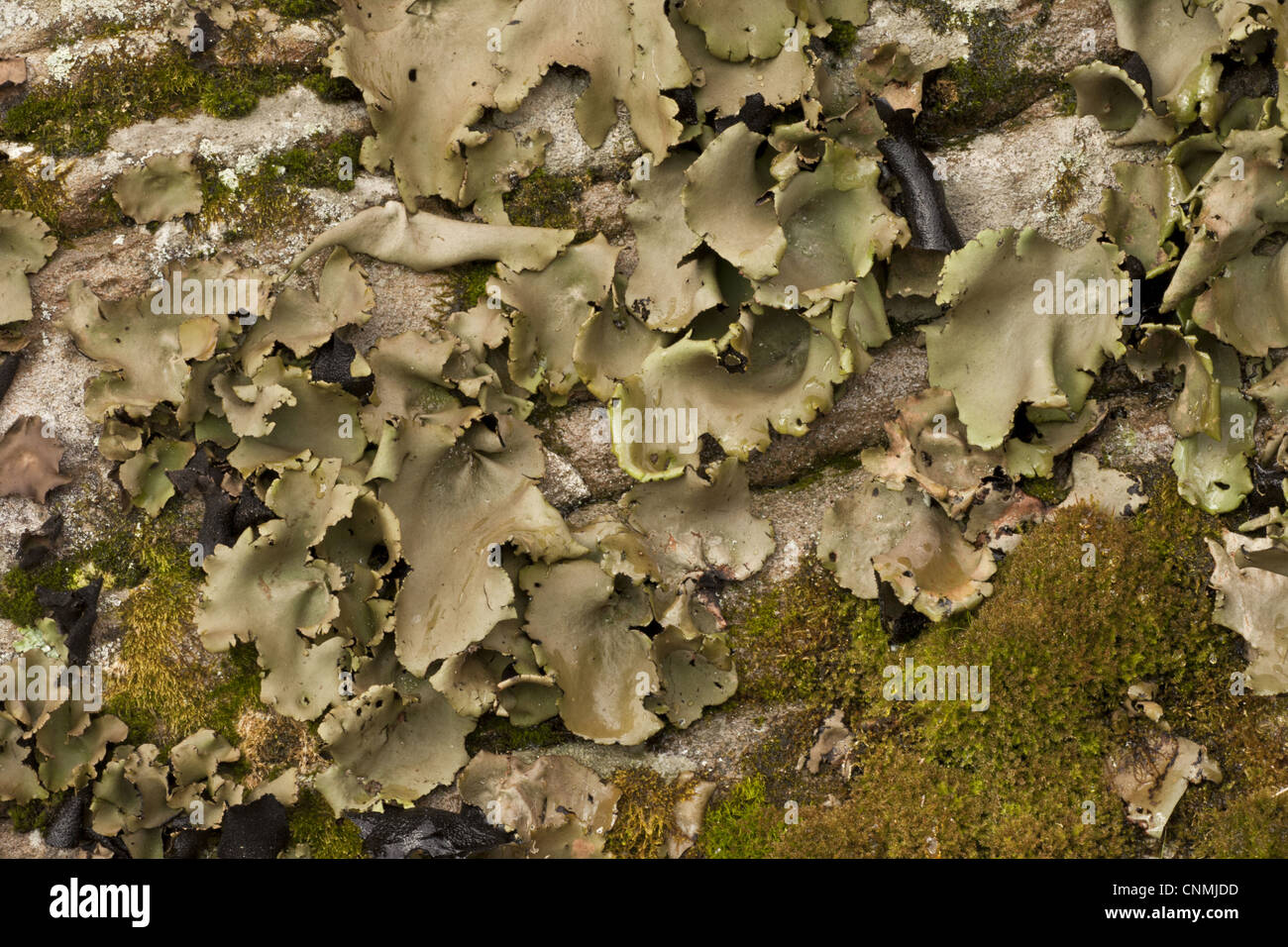 Smooth Rock-tripe (Umbilicaria mammulata) growing on vertical rockface, Catskill Mountains, New York State, U.S.A., november Stock Photo