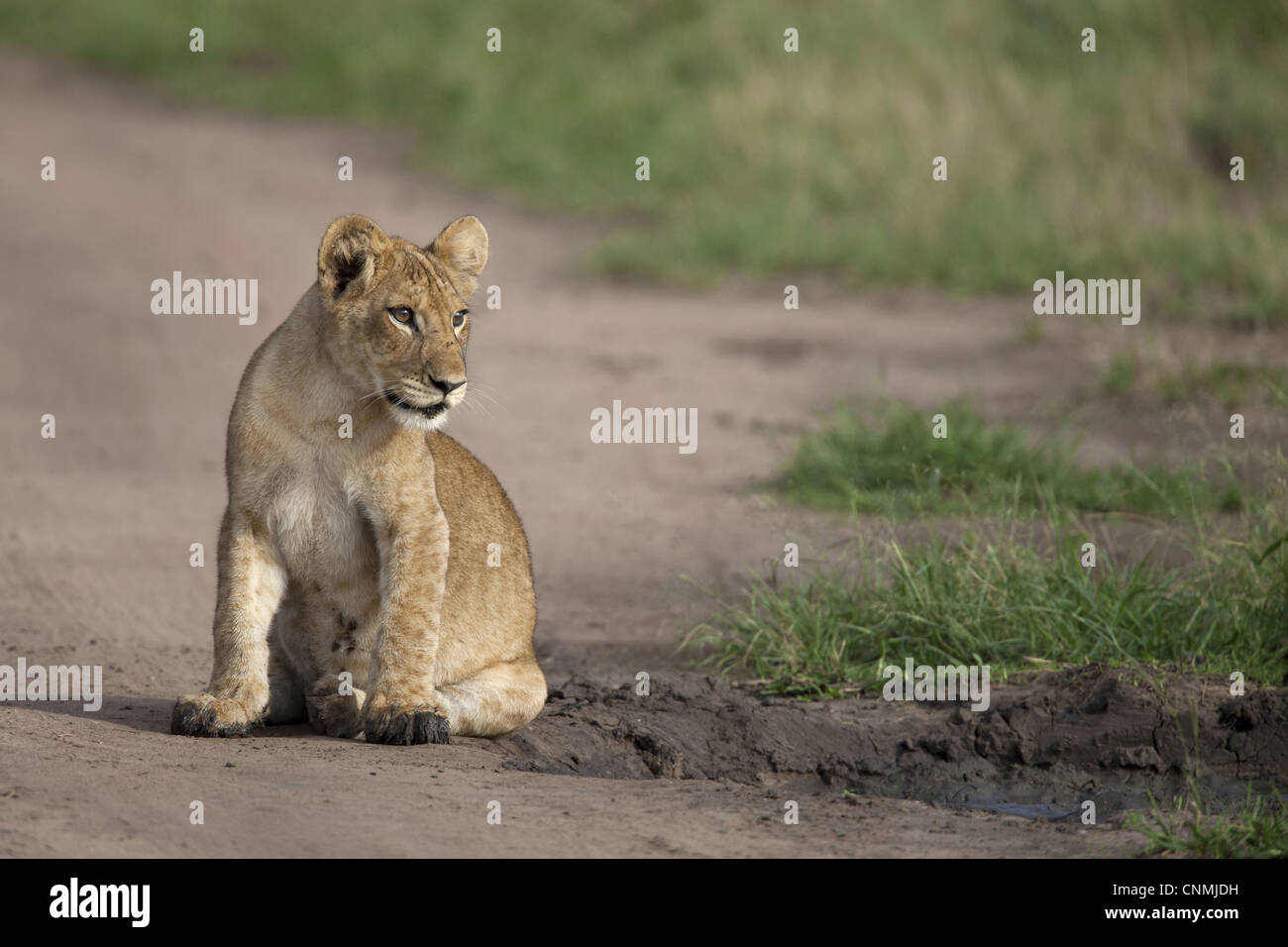 Lion (Panthera leo) cub, sitting beside puddle, Queen Elizabeth N.P., Uganda Stock Photo
