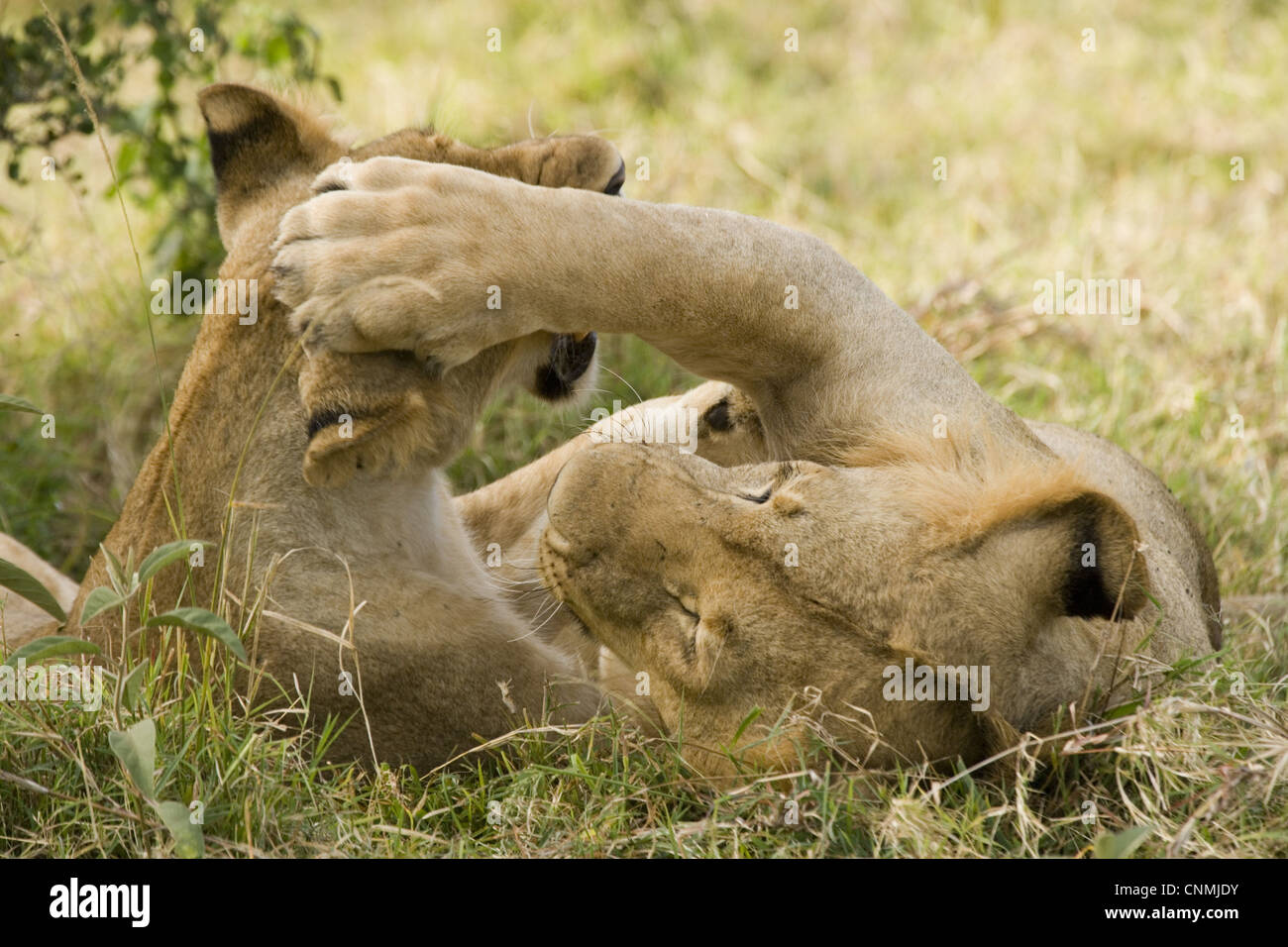 Lion (Panthera leo) two juveniles, playfighting, Masai Mara National Reserve, Kenya Stock Photo