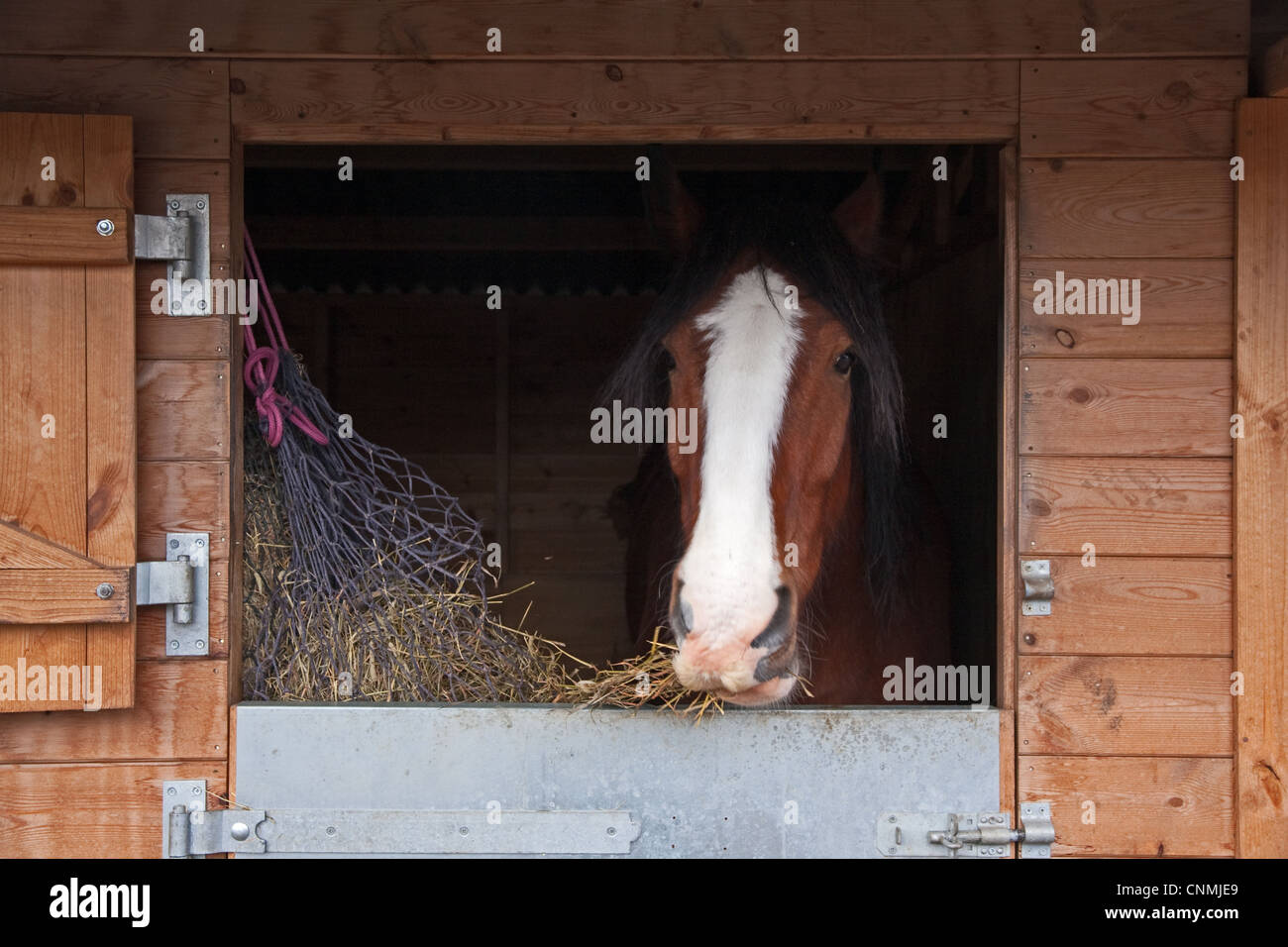 shire-horse-eating-hay-while-in-stable-stock-photo-alamy