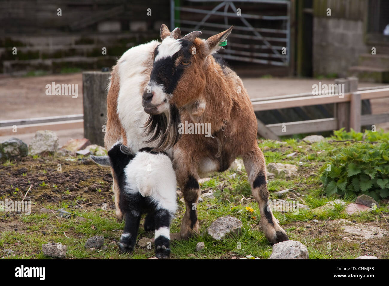 Pygmy goat feeding kid Stock Photo Alamy