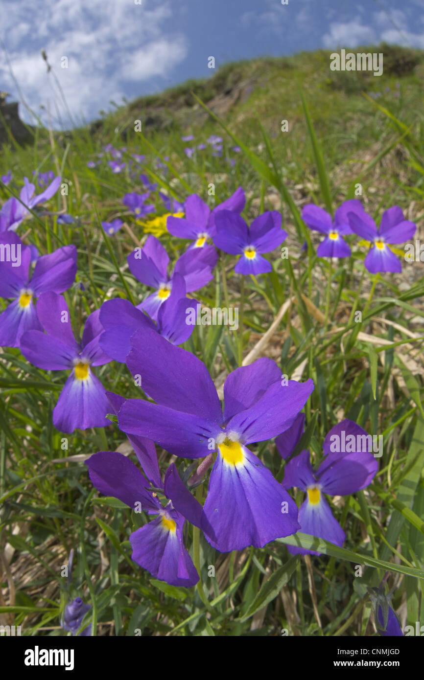 Bertoloni's Pansy (Viola bertolonii) flowering, growing in ophiolitic
