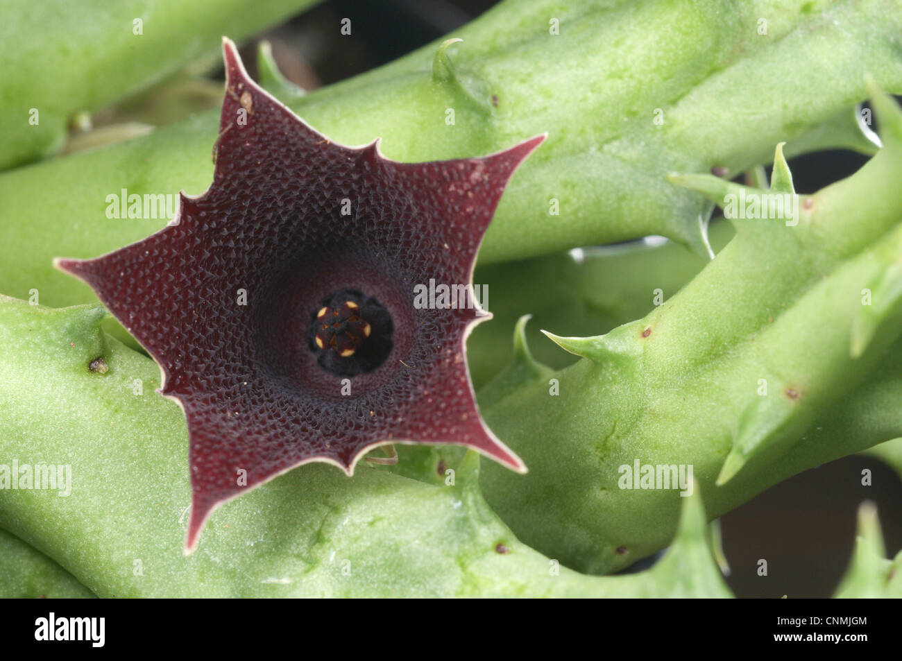 Red Dragon Flower (Huernia keniensis) close-up of flower, Africa Stock Photo