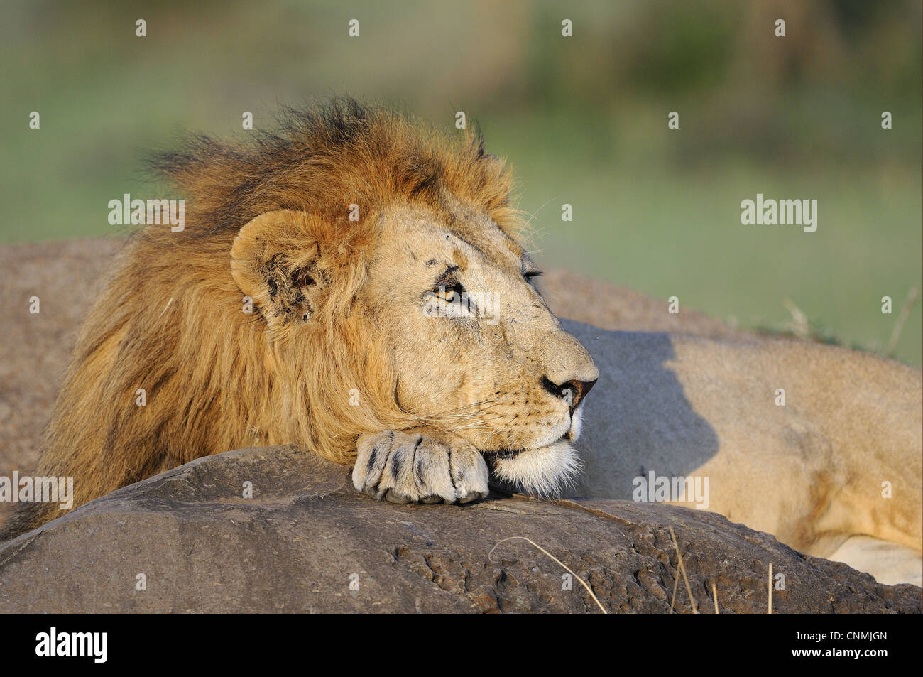 Lion (Panthera leo) adult male, resting with chin on paw, Masai Mara, Kenya Stock Photo