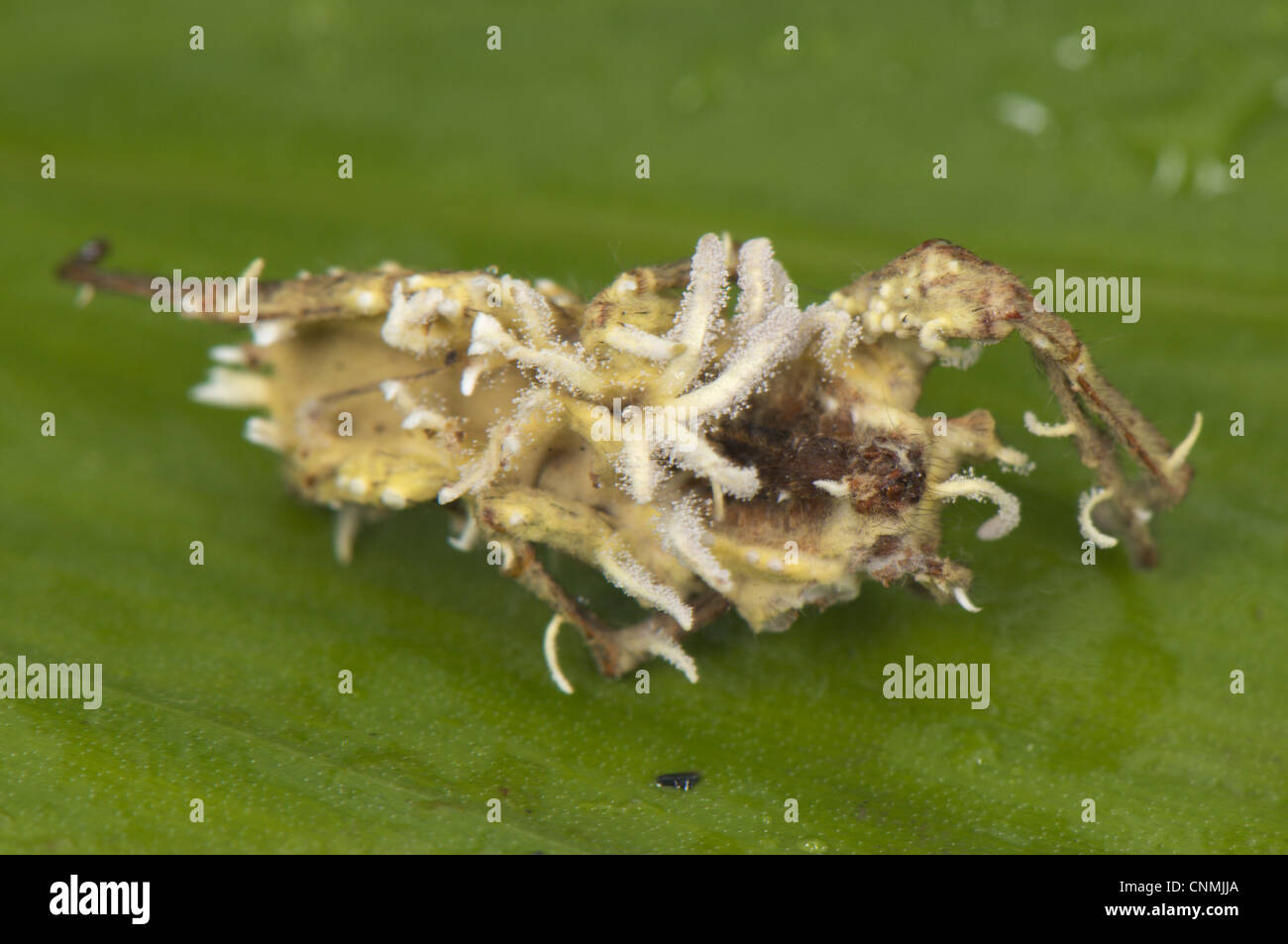 Sac Fungus Cordyceps sp. fruiting bodies emerging dead parasitized Spider Ctenidae sp. Manu Road Departemento Cuzco Andes Peru Stock Photo