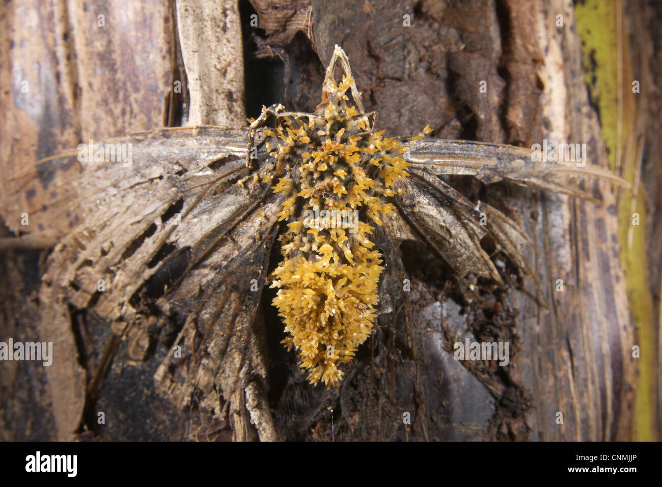 Sac Fungus (Cordyceps sp.) fruiting bodies, emerging from dead parasitized butterfly, Manu Road, Departemento Cuzco, Andes, Peru Stock Photo