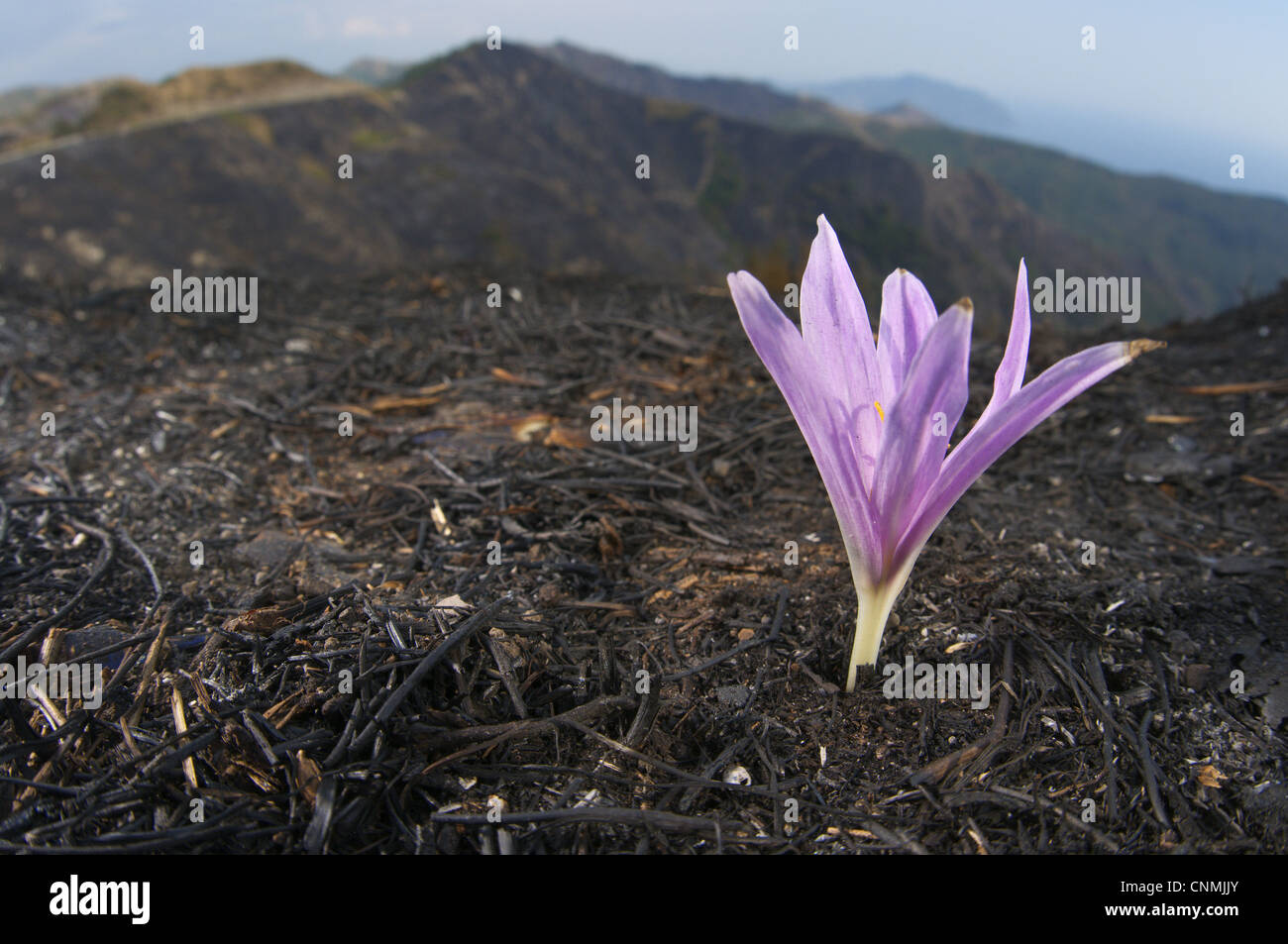 Autumn Crocus (Colchicum sp.) flowering, emerging from ashes of burnt herbs, Italy Stock Photo