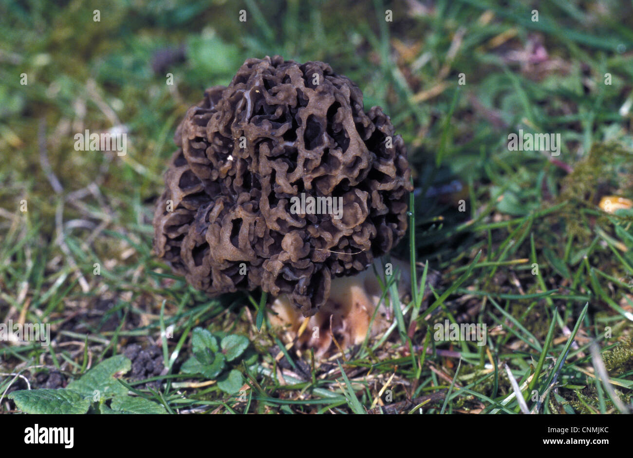 Morel (Morchella vulgaris) Fungi Stock Photo Alamy