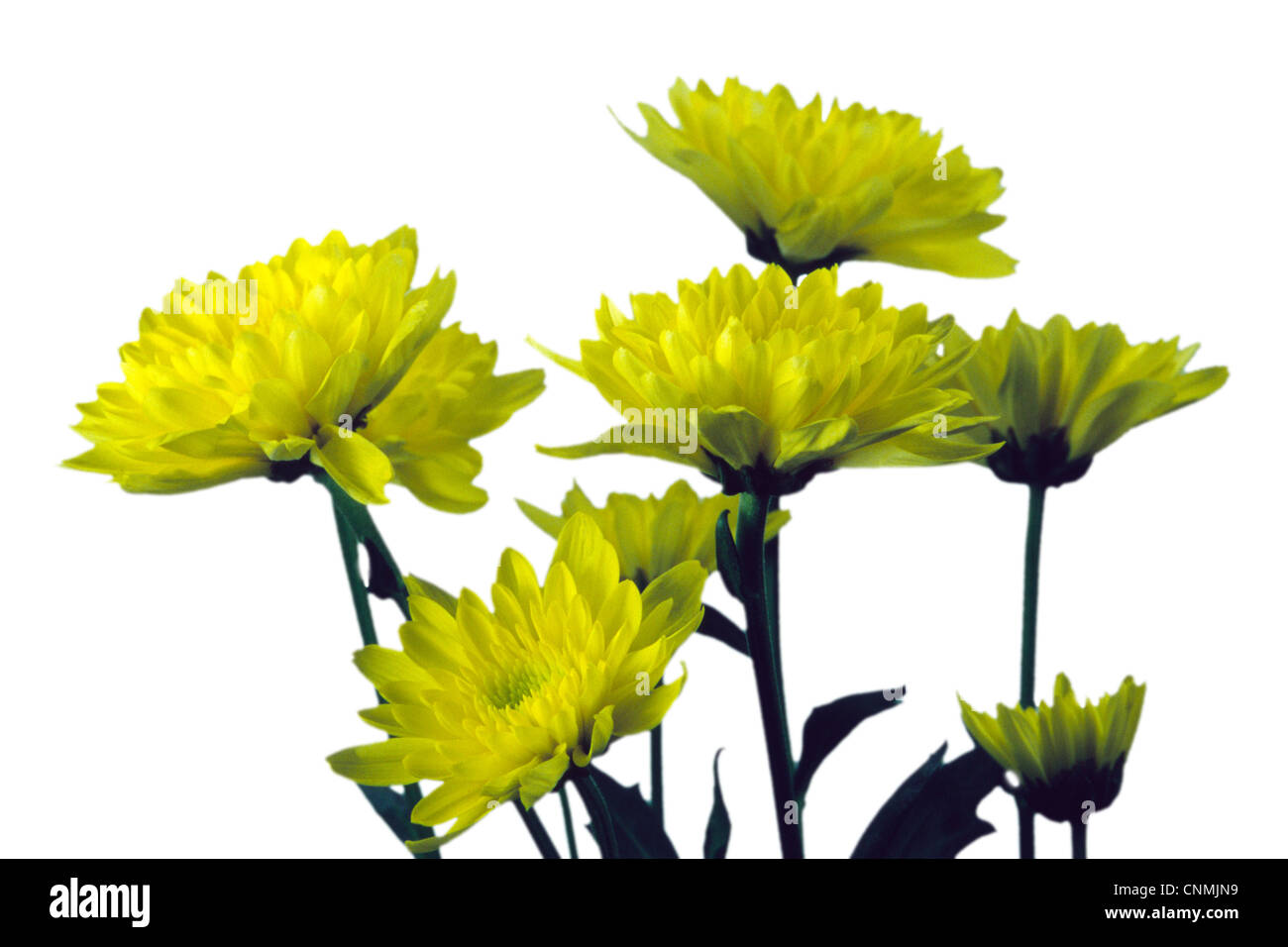 Yellow Chrysanthemum Flower White Background Stock Photo - Alamy