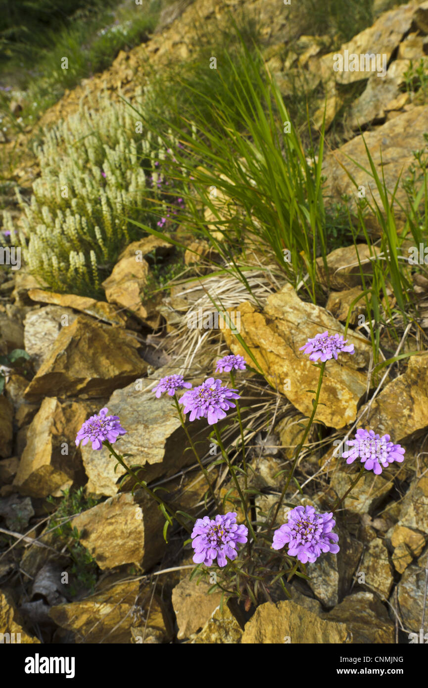 Globe Candytuft (Iberis umbellata) flowering, growing amongst rocks in habitat, Italy, may Stock Photo