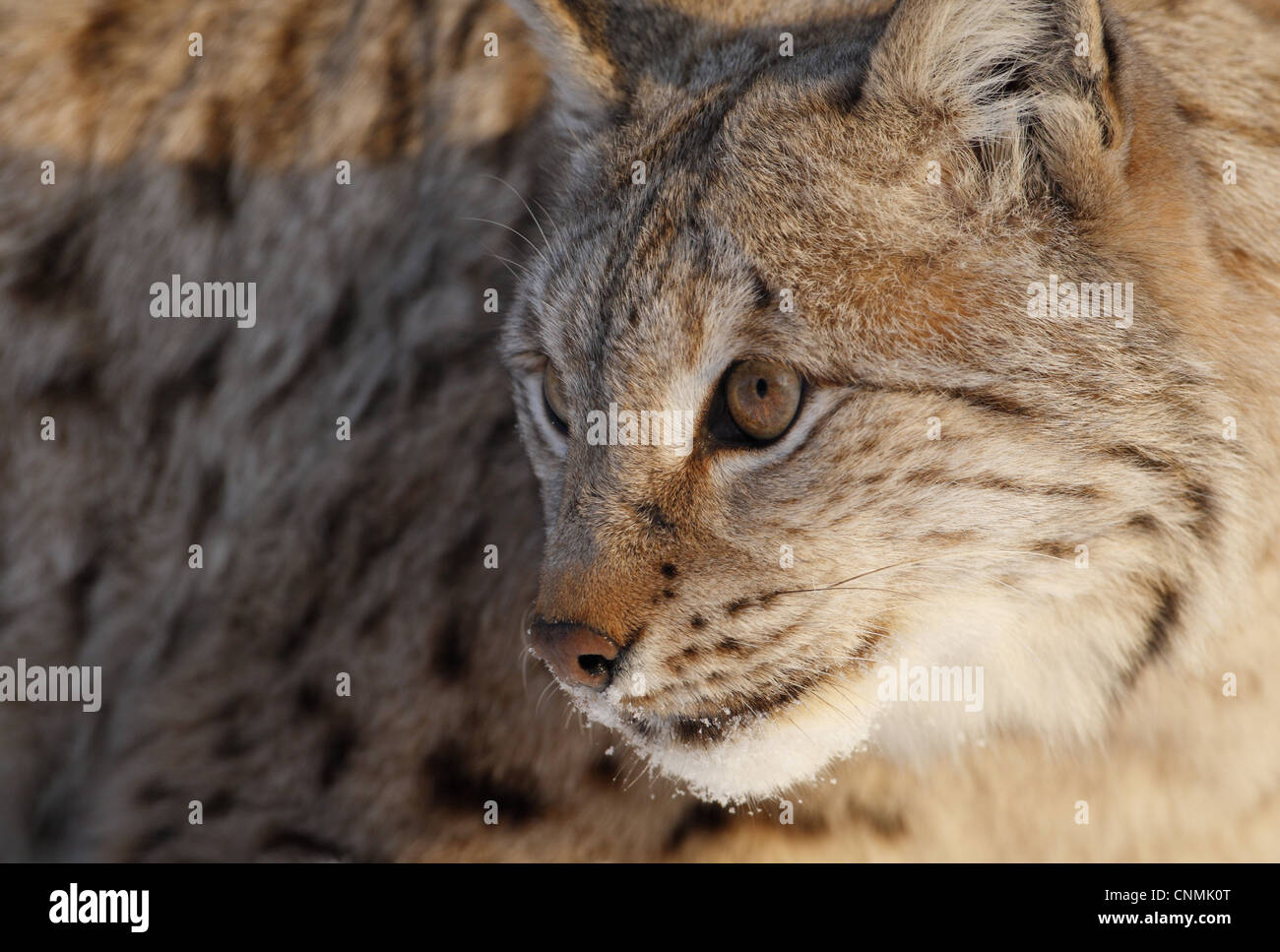 Scandinavian lynx hi-res stock photography and images - Alamy