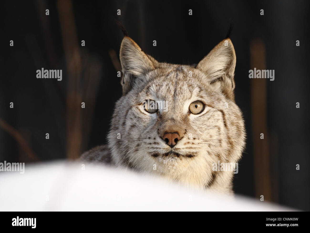Scandinavian lynx hi-res stock photography and images - Alamy