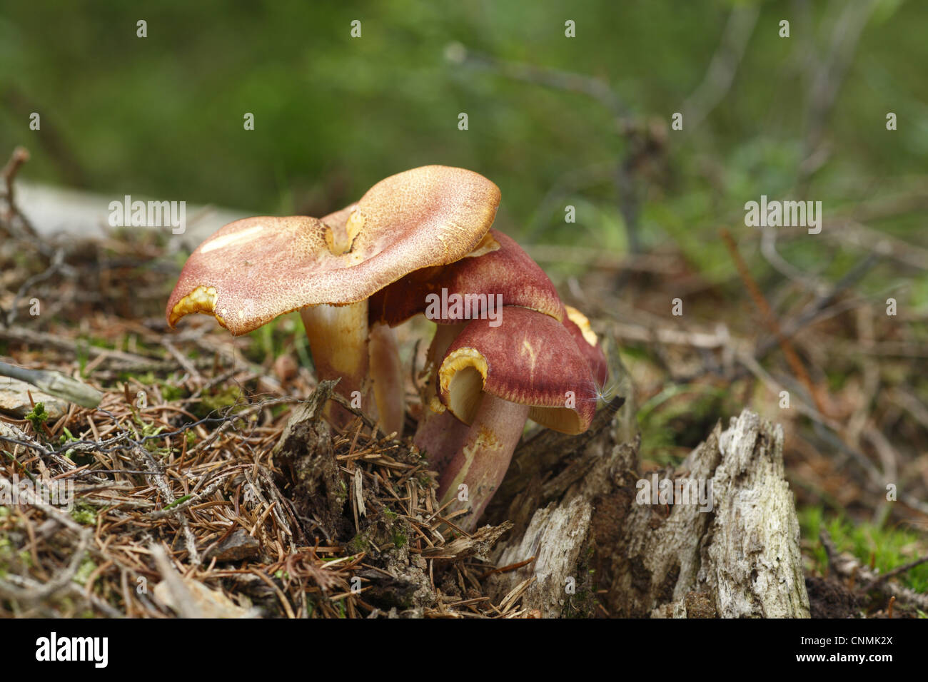 Plums and Custard (Tricholomopsis rutilans) fruiting bodies, growing on rotting conifer stump, Powys, Wales, august Stock Photo