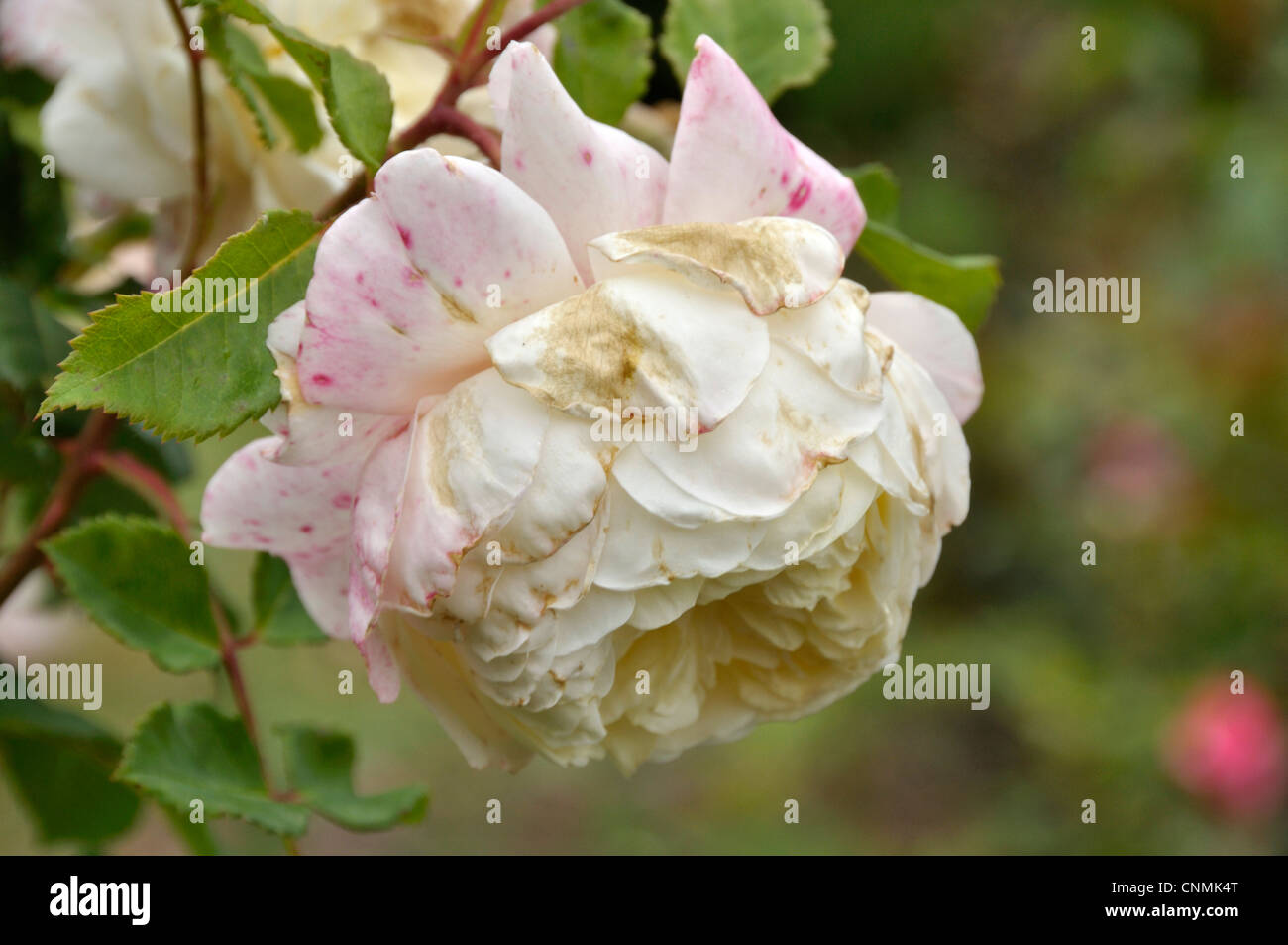 Crocus rose (English rose by David Austin, 2000). Stock Photo