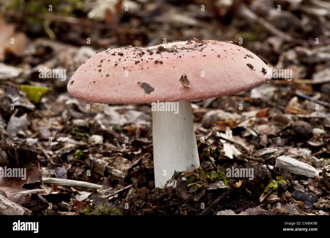 Scarlet Brittle-gill (Russula pseudointegra) fruiting body, growing in oak woodland, Wiltshire, England, september Stock Photo