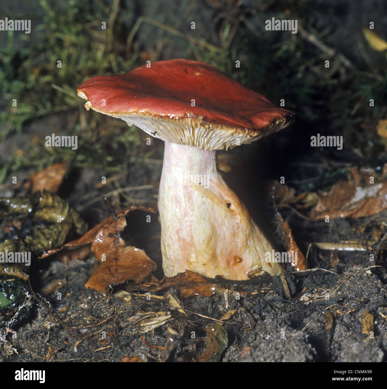 Fungi - Russula sanguinea Stock Photo