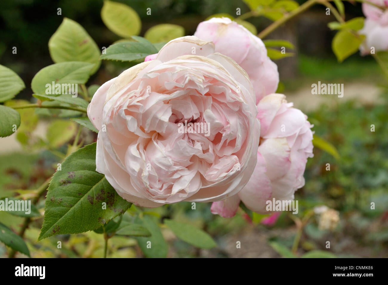 Rosa Saint Cecilia (English rose by : David Austin). Stock Photo
