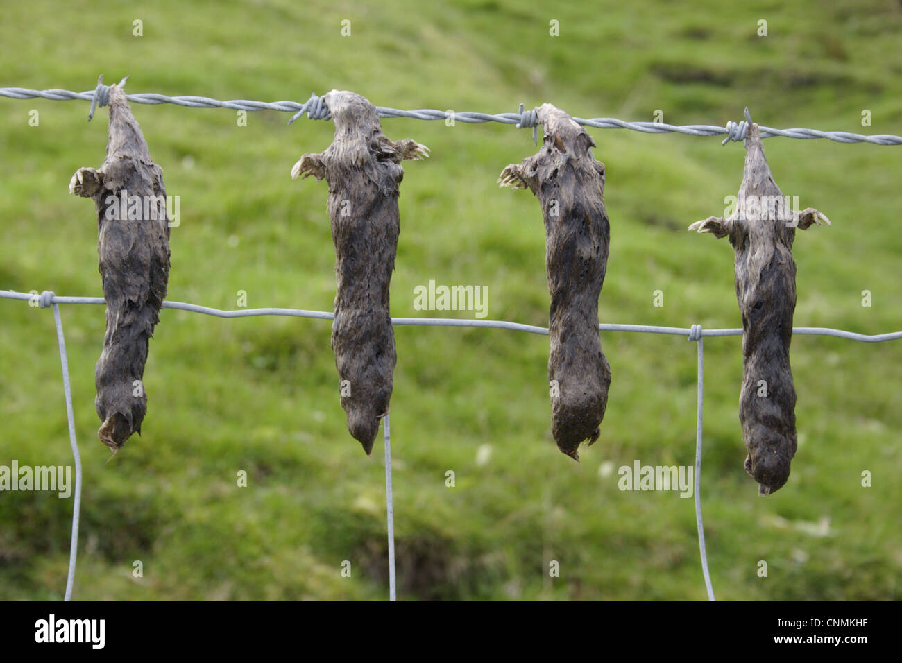 European Mole Talpa europaea four dead adults hung barbed wire fence by molecatcher Keld Swaledale Yorkshire Dales N.P North Stock Photo