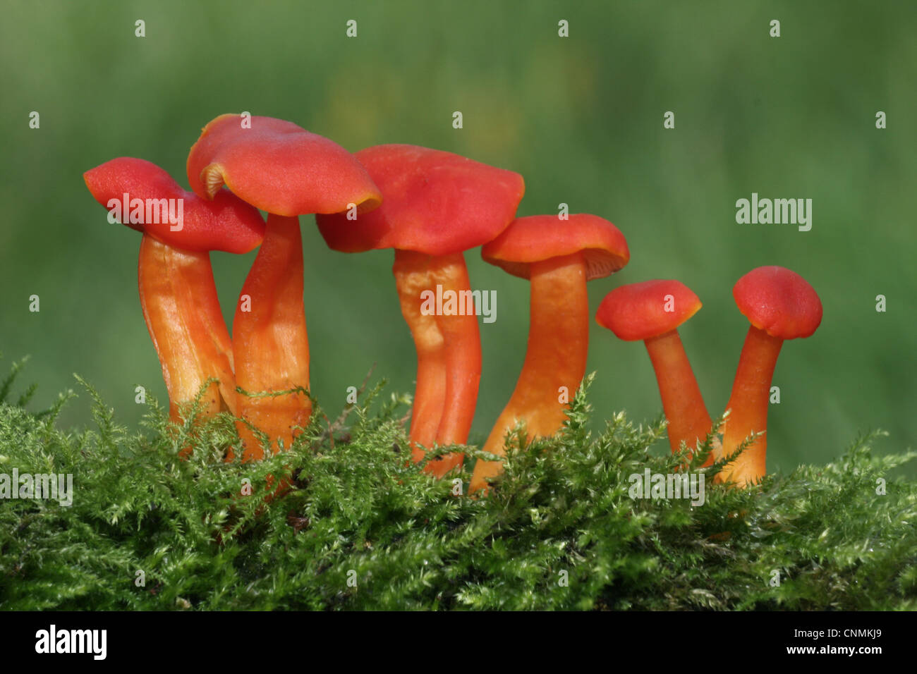 Scarlet Waxcap (Hygrocybe coccinea) fruiting bodies, growing amongst moss in meadow, Leicestershire, England, september Stock Photo