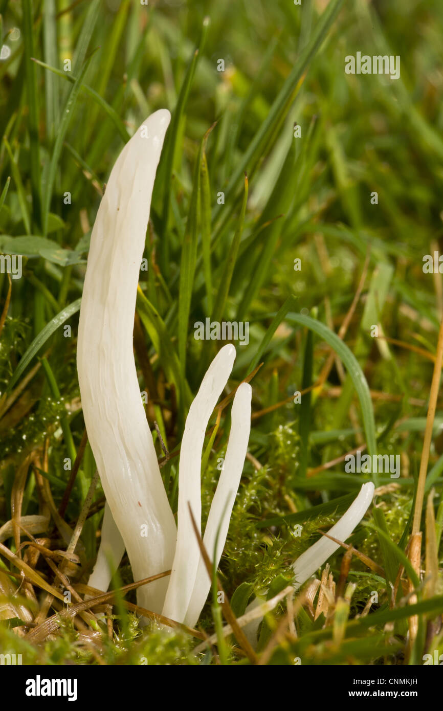 White Spindles (Clavaria fragilis) fruiting bodies, growing in acid grassland, Quantock Hills, Somerset, England, november Stock Photo