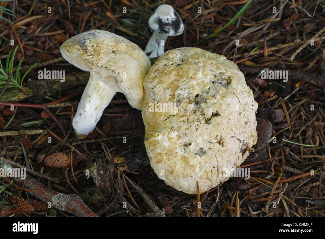 Bolete Mould (Hypomyces chrysospermus) parasitic mould, covering Bolete (Boletus sp.) fruiting bodies, Powys, Wales, august Stock Photo