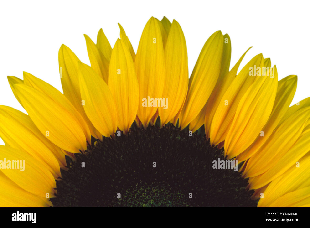Close up of a Sunflower White Background Stock Photo - Alamy