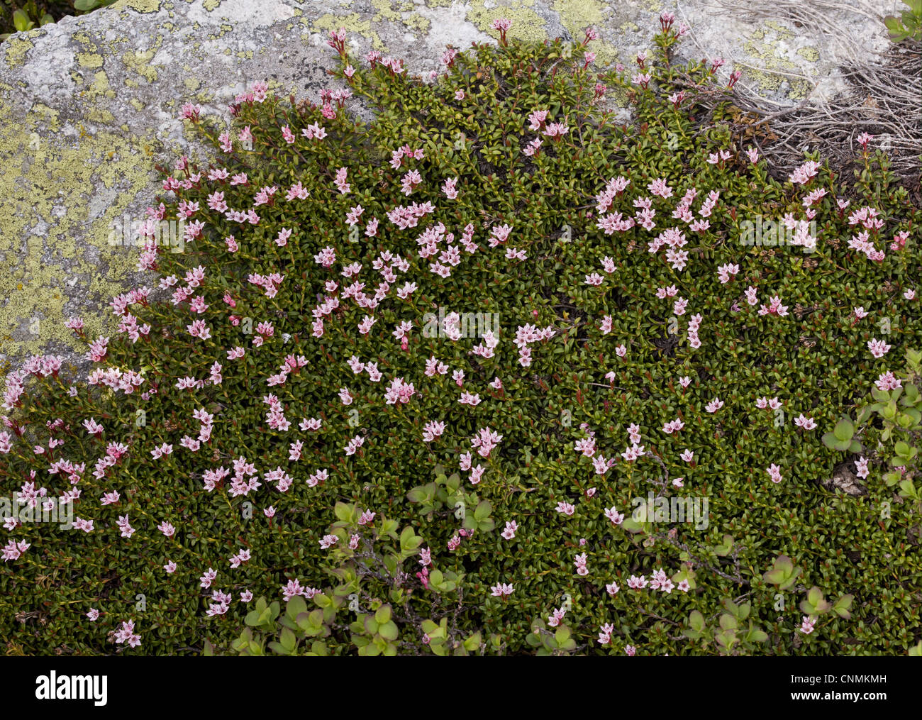 Trailing Azalea (Loiseleuria procumbens) flowering, growing over acidic granite rock, Swiss Alps, Switzerland, june Stock Photo