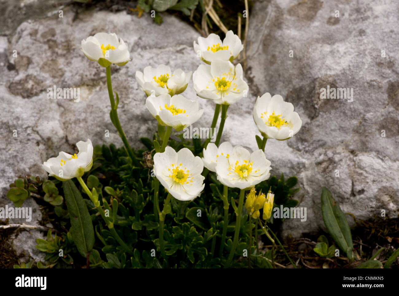 Alpine Buttercup (Ranunculus alpestris) flowering, growing on limestone rocks, Julian Alps, Slovenia, june Stock Photo