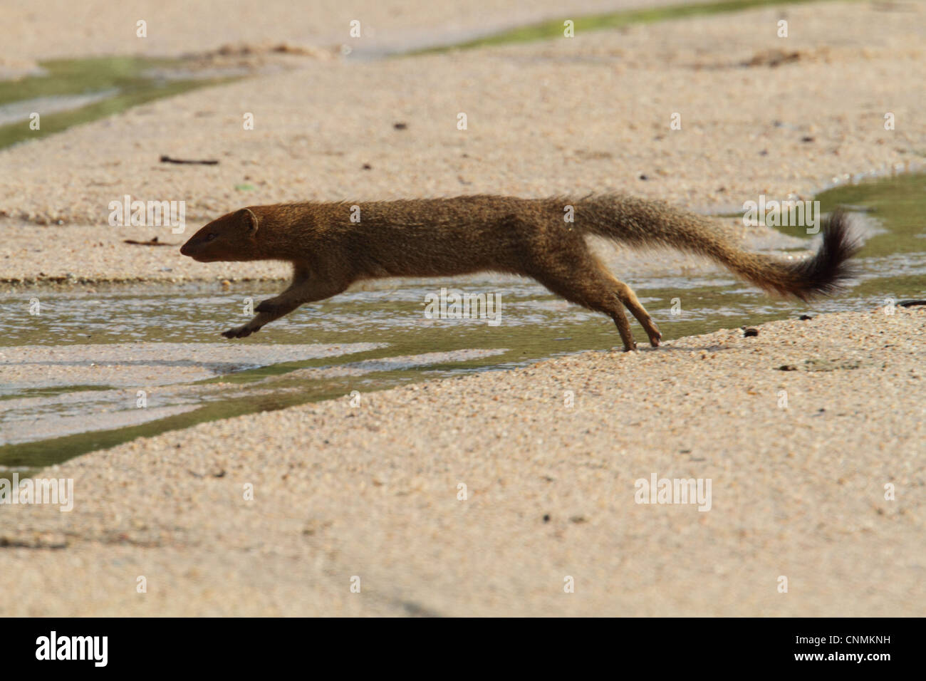 Mongoose jump cheap